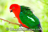 Australian King Parrot male Photo - Gary Bell
