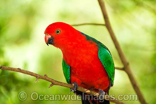 Australian King Parrot male photo