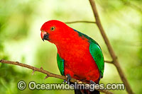Australian King Parrot male Photo - Gary Bell