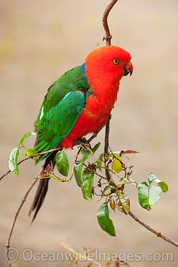 Australian King Parrot male photo