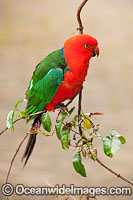 Australian King Parrot male Photo - Gary Bell
