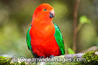 Australian King Parrot male Photo - Gary Bell