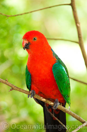 Australian King Parrot male photo