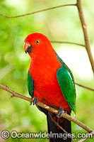 Australian King Parrot male Photo - Gary Bell
