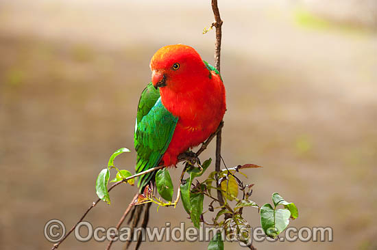Australian King Parrot male photo