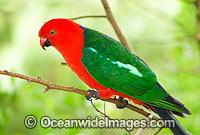 Australian King Parrot male Photo - Gary Bell