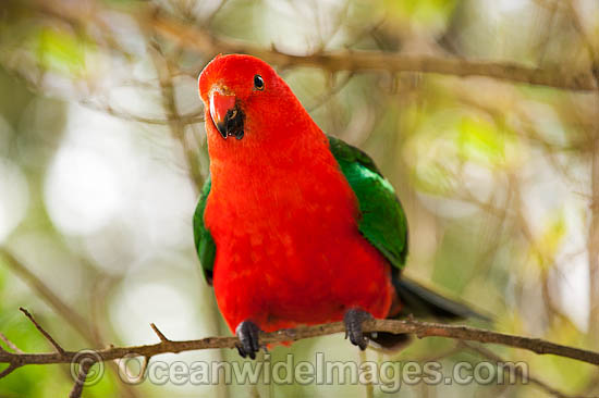Australian King Parrot male photo Australian King Parrot male photo