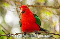 Australian King Parrot male Photo - Gary Bell