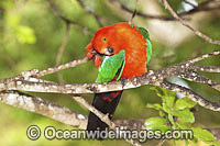Australian King Parrot male Photo - Gary Bell