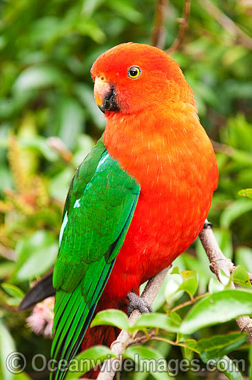 Australian King Parrot male photo