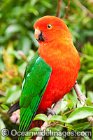 Australian King Parrot male Photo - Gary Bell