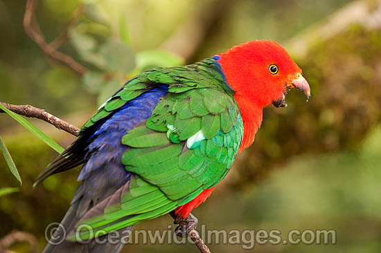 Australian King Parrot male photo