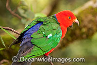 Australian King Parrot male Photo - Gary Bell