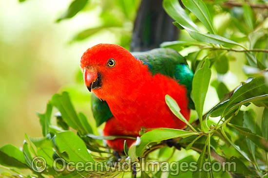Australian King Parrot male photo Australian King Parrot male photo