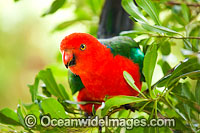 Australian King Parrot male Photo - Gary Bell
