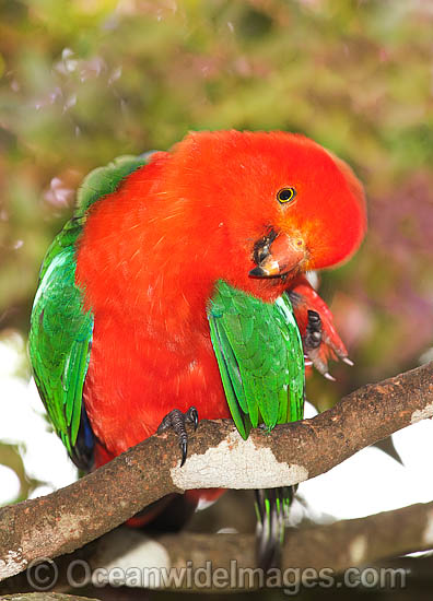 Australian King Parrot male photo