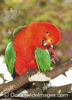 Australian King Parrot male Photo - Gary Bell