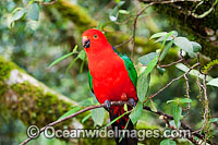 Australian King Parrot male Photo - Gary Bell