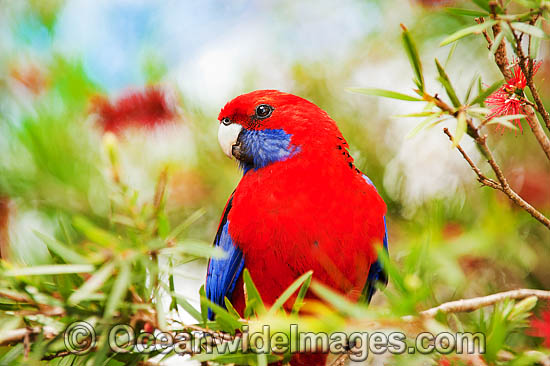 Crimson Rosella Platycercus elegans elegans photo Crimson Rosella Platycercus elegans elegans photo