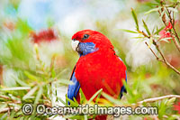 Crimson Rosella Platycercus elegans elegans Photo - Gary Bell