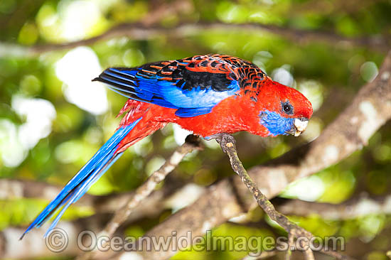 Crimson Rosella photo