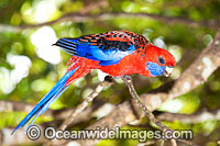 Crimson Rosella Photo - Gary Bell