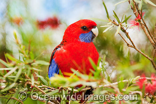 Crimson Rosella Platycercus elegans elegans photo Crimson Rosella Platycercus elegans elegans photo