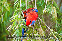 Crimson Rosella Photo - Gary Bell