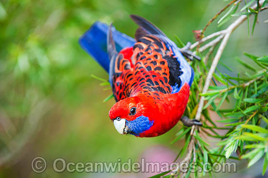 Crimson Rosella Platycercus elegans elegans photo