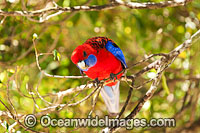 Crimson Rosella Photo - Gary Bell