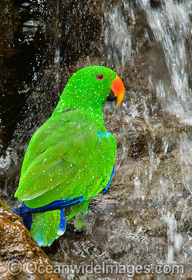 Eclectus Parrot Eclectus roratus photo