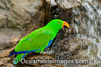 Eclectus Parrot Eclectus roratus Photo - Gary Bell