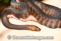 Woma Python Aspidites ramsayi Photo - Gary Bell