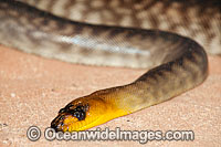 Woma Python Photo - Gary Bell