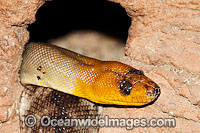 Woma Python Aspidites ramsayi Photo - Gary Bell