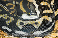 Woma Python Photo - Gary Bell