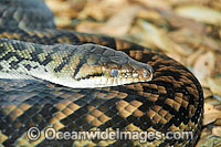 Woma Python Aspidites ramsayi Photo - Gary Bell