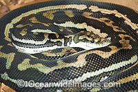 Woma Python Photo - Gary Bell