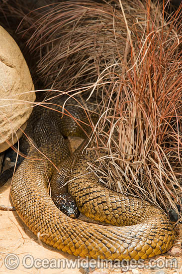 Fierce Snake Oxyuranus microlepidotus photo