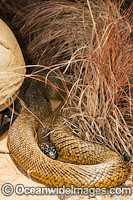Fierce Snake Oxyuranus microlepidotus Photo - Gary Bell