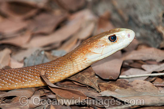 Coastal Taipan Oxyuranus scutellatus photo Coastal Taipan Oxyuranus scutellatus photo