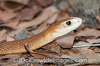 Coastal Taipan Oxyuranus scutellatus Photo - Gary Bell