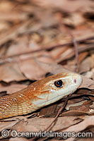 Coastal Taipan Photo - Gary Bell