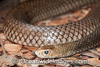 Eastern Brown Snake Photo - Gary Bell