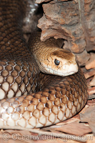 Eastern Brown Snake photo Eastern Brown Snake photo