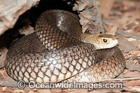 Eastern Brown Snake Photo - Gary Bell