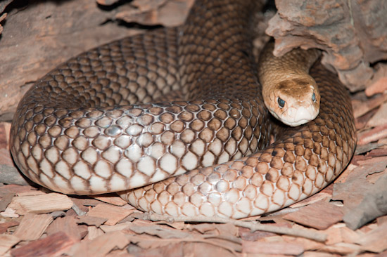 Eastern Brown Snake photo Eastern Brown Snake photo