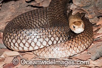 Eastern Brown Snake Photo - Gary Bell
