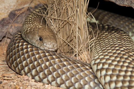 King Brown Snake photo King Brown Snake photo