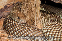 King Brown Snake Photo - Gary Bell